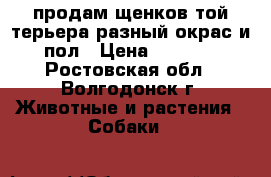 продам щенков той терьера.разный окрас и пол › Цена ­ 7 000 - Ростовская обл., Волгодонск г. Животные и растения » Собаки   